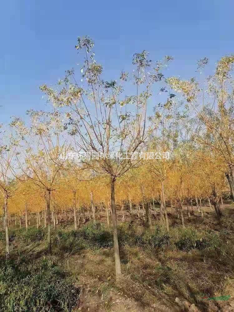 10公分高接金枝槐產(chǎn)地直銷(xiāo) 高接金枝槐基地直供價(jià)格便宜