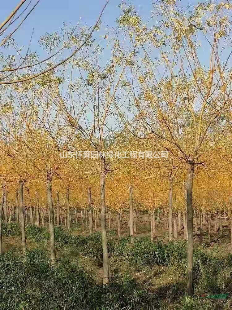 10公分高接金枝槐產(chǎn)地直銷(xiāo) 高接金枝槐基地直供價(jià)格便宜