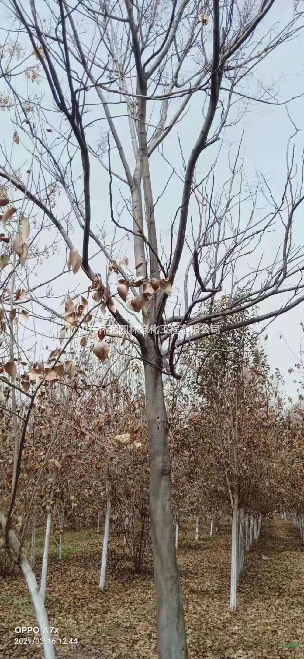 山東12公分南欒基地 南欒工程苗 南欒精品苗