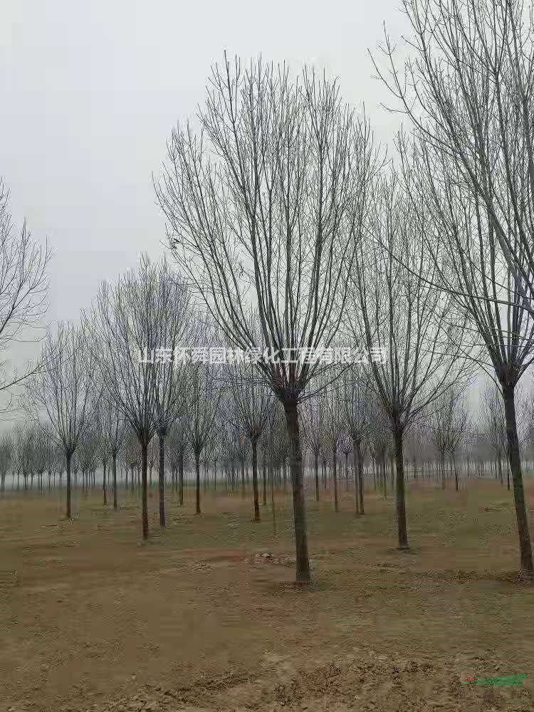山東大小規(guī)格白蠟基地 12公分白蠟批發(fā) 15公分白蠟價(jià)格便宜