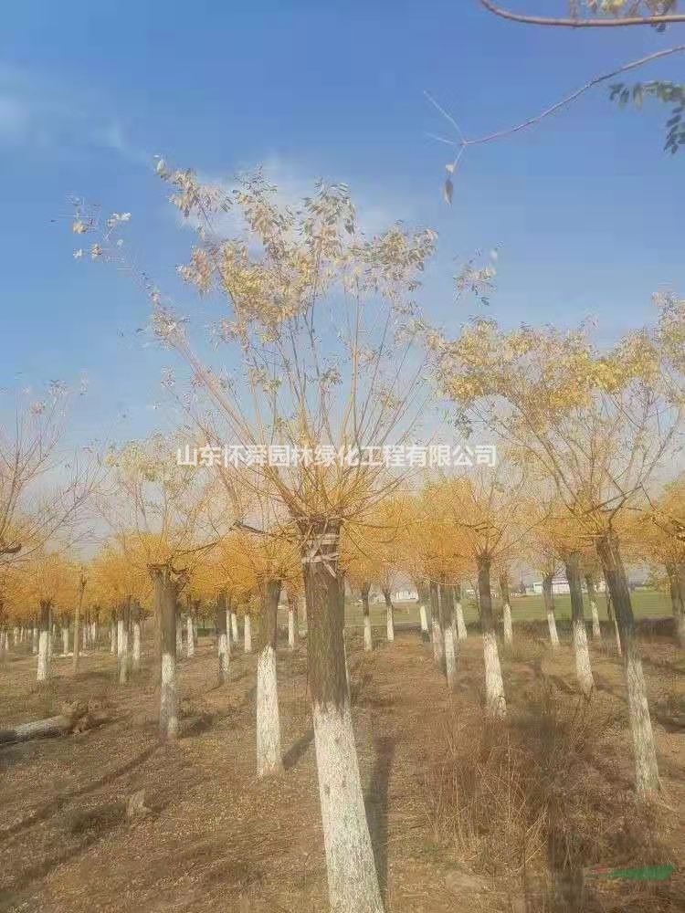 山東高接金枝槐 菏澤黃金槐 15公分高接金枝槐優(yōu)質(zhì)供應(yīng)商