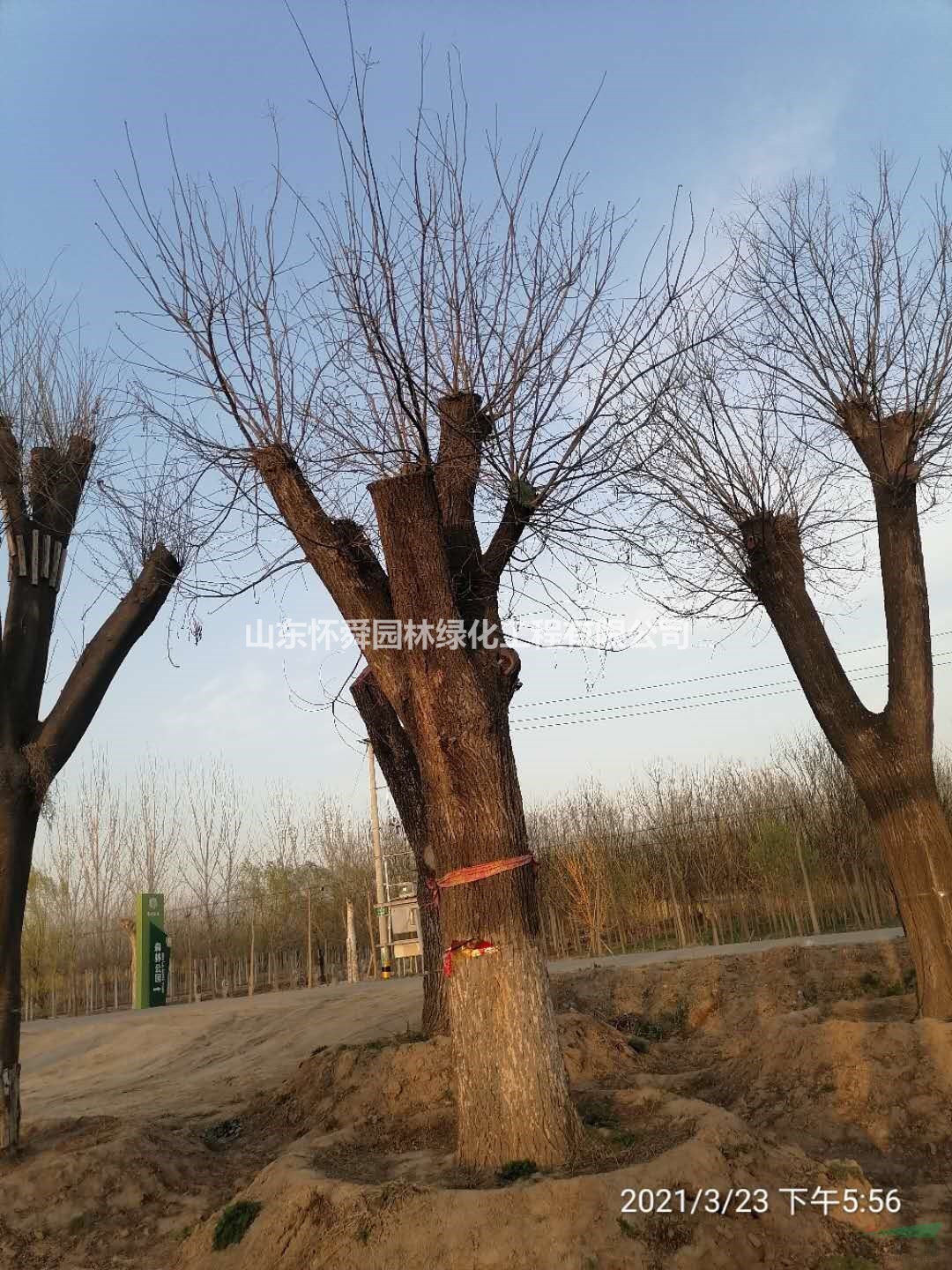山東發(fā)帽大國(guó)槐 精品大國(guó)槐 大規(guī)格國(guó)槐 60公分國(guó)槐樹基地