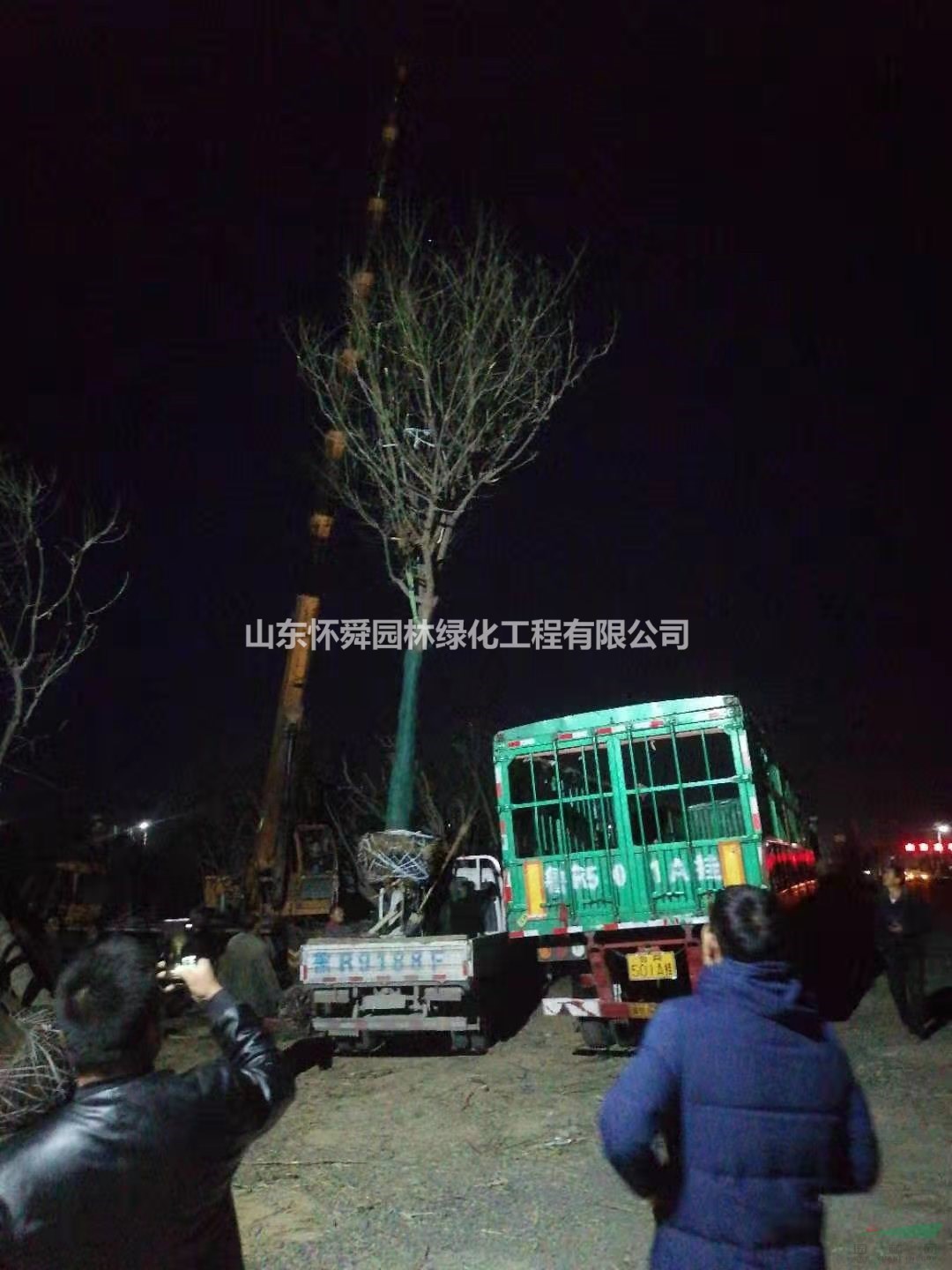 山東20公分原生冠國槐哪里好 原生冠國槐哪家便宜質(zhì)量優(yōu)