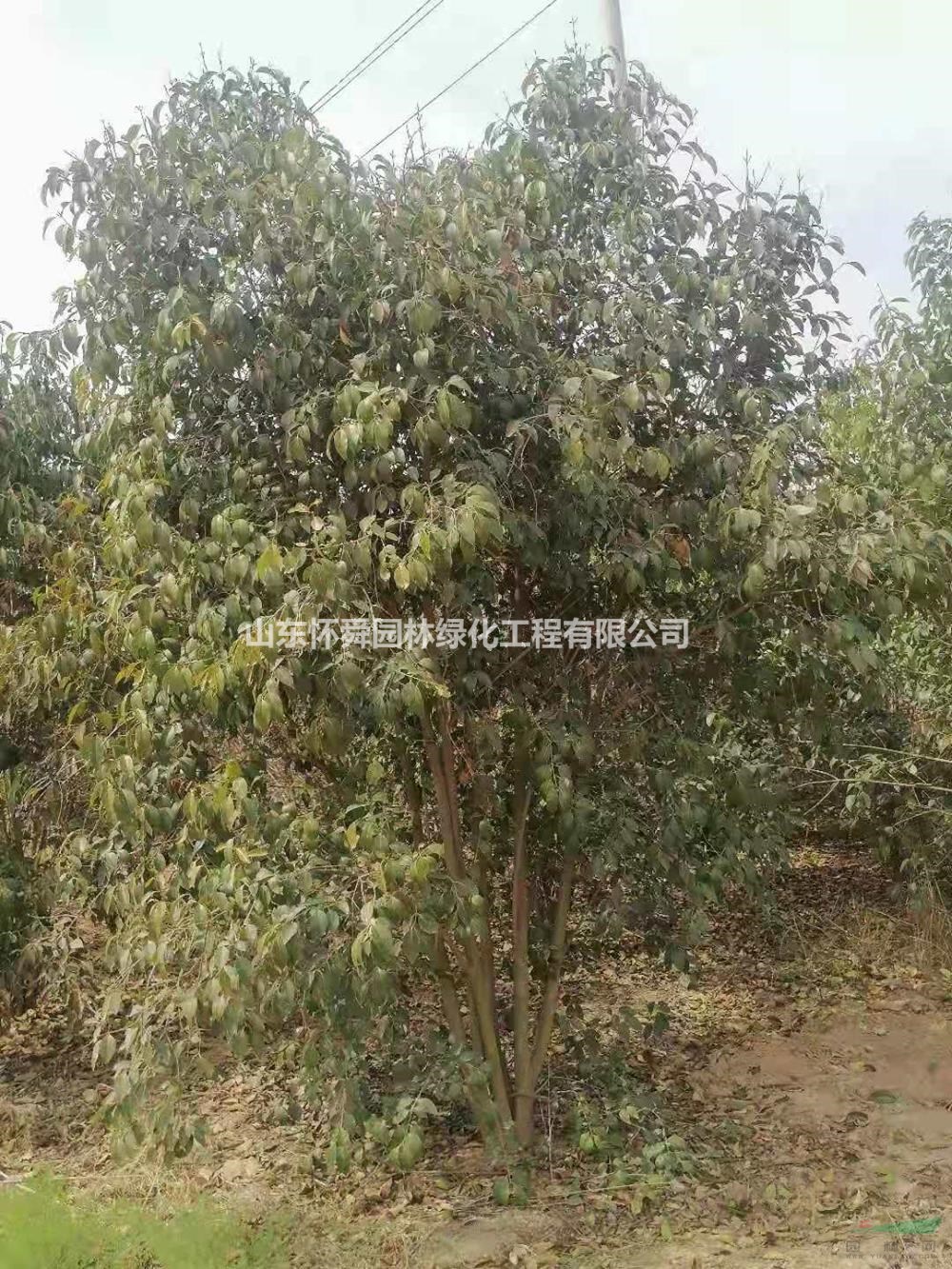 山東叢生女貞哪里好 菏澤叢生大葉女貞哪家便宜質(zhì)量好