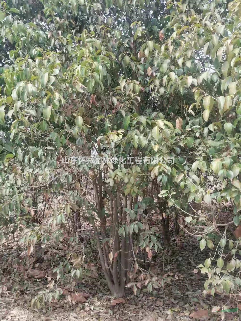 山東叢生女貞哪里好 菏澤叢生大葉女貞哪家便宜質(zhì)量好