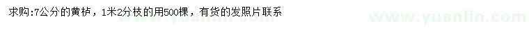 求購7公分黃櫨