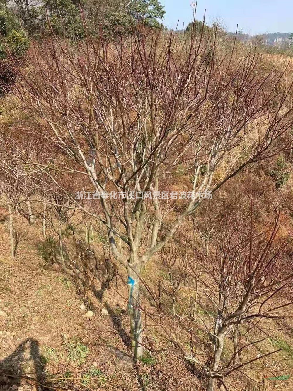 浙江红枫 宁波红枫 奉化红枫 精品红枫基地