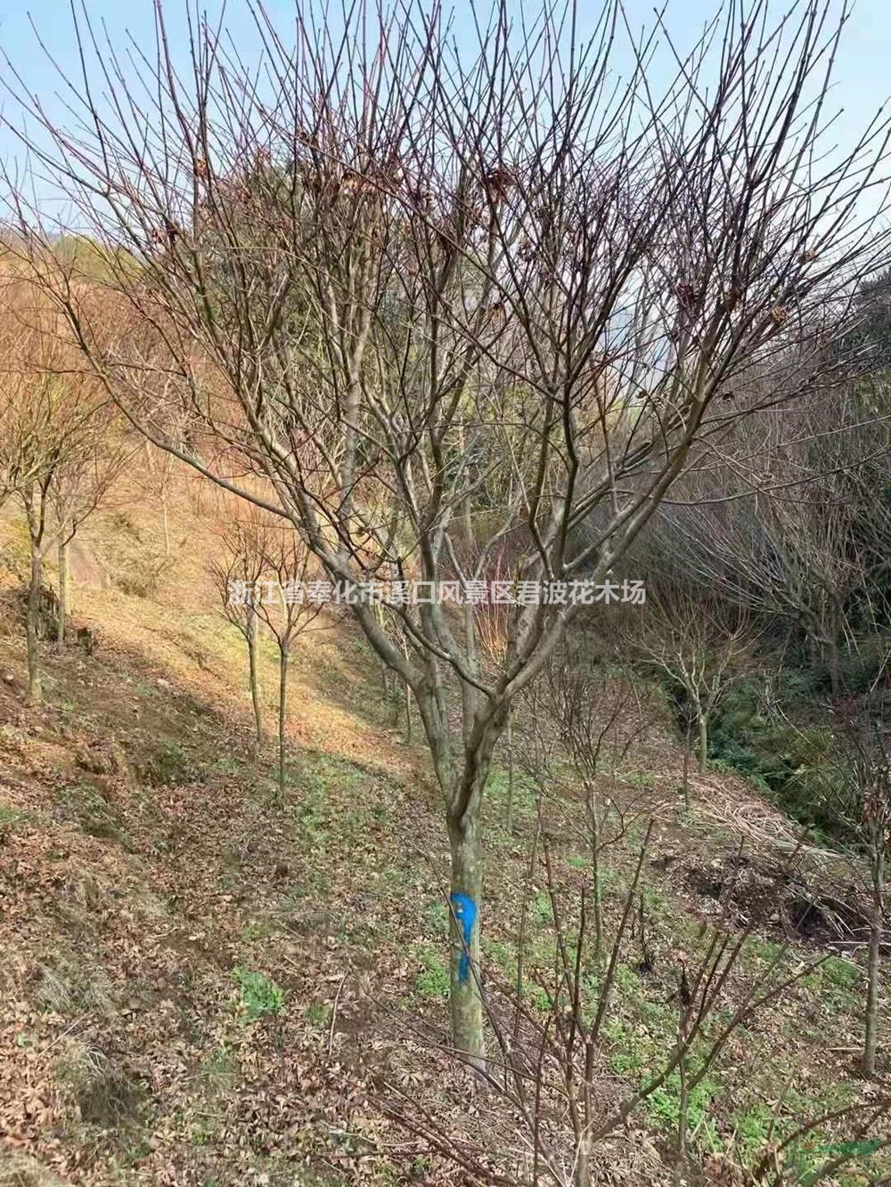 12公分红枫批发价格 精品红枫基地直销价格便宜