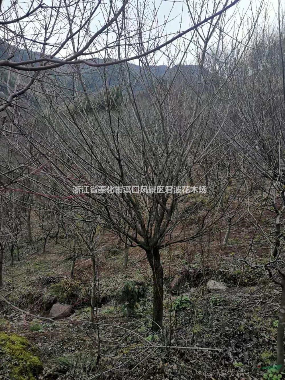 5-18公分樱花价格表 樱花种植基地 樱花哪里便宜
