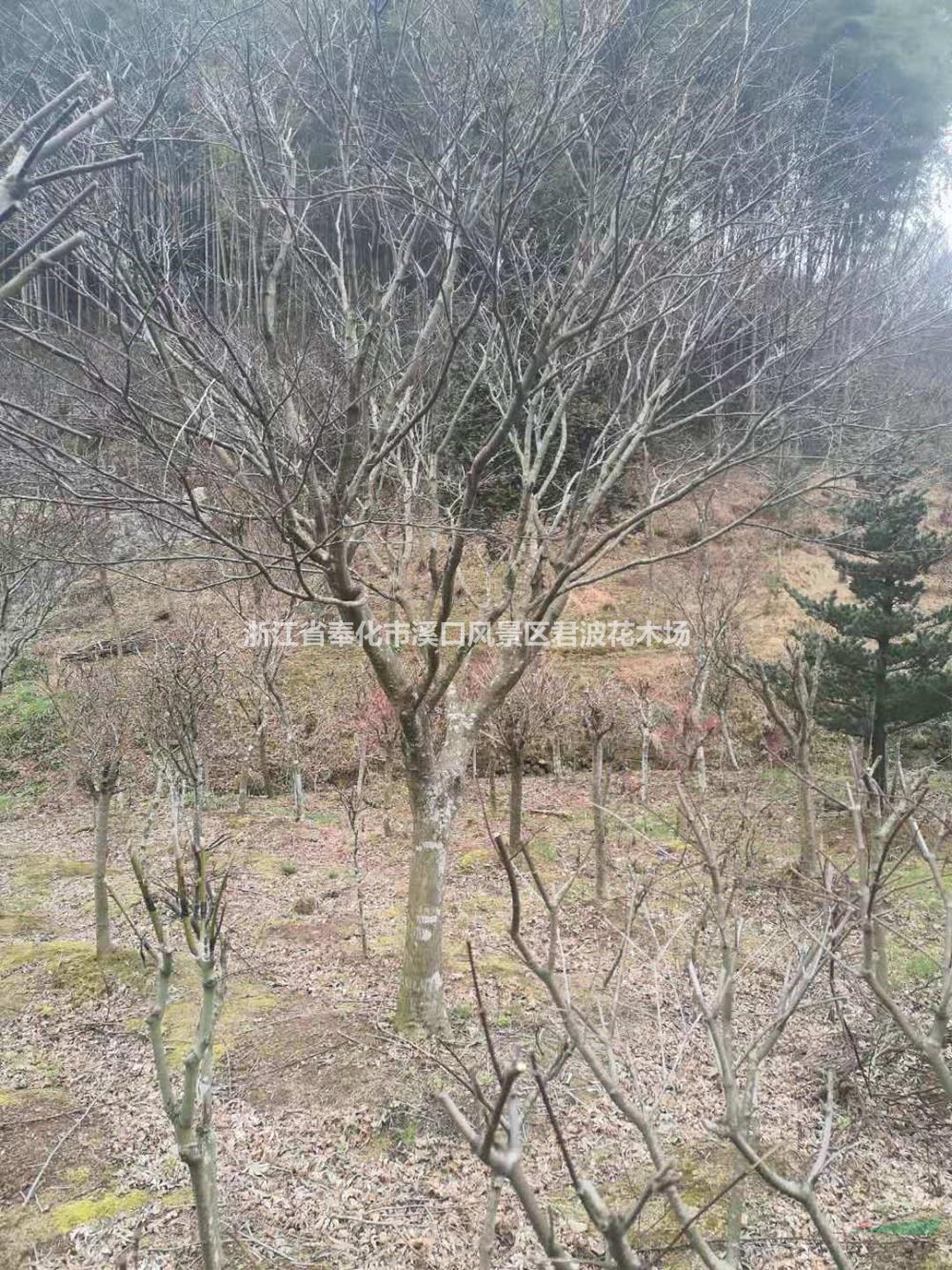 宁波地区供应3-15公分樱花 樱花价格便宜规格齐全