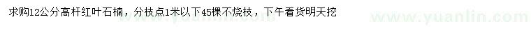 求購12公分高桿紅葉石楠