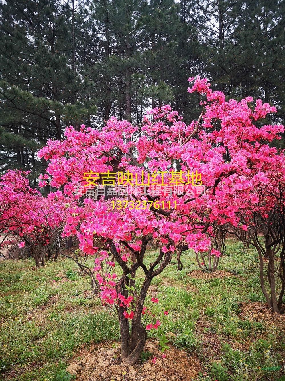 安吉映山紅基地
