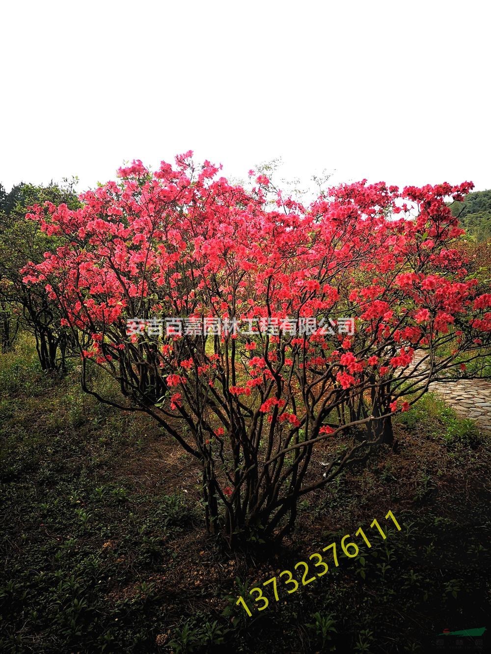浙江大量映山紅出售介紹/特征/用途