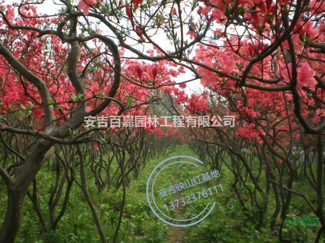 浙江大量映山紅出售介紹/特征/用途