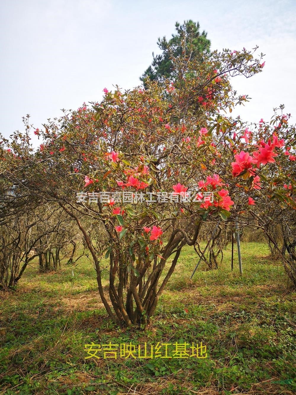 浙江大量映山紅出售介紹/特征/用途