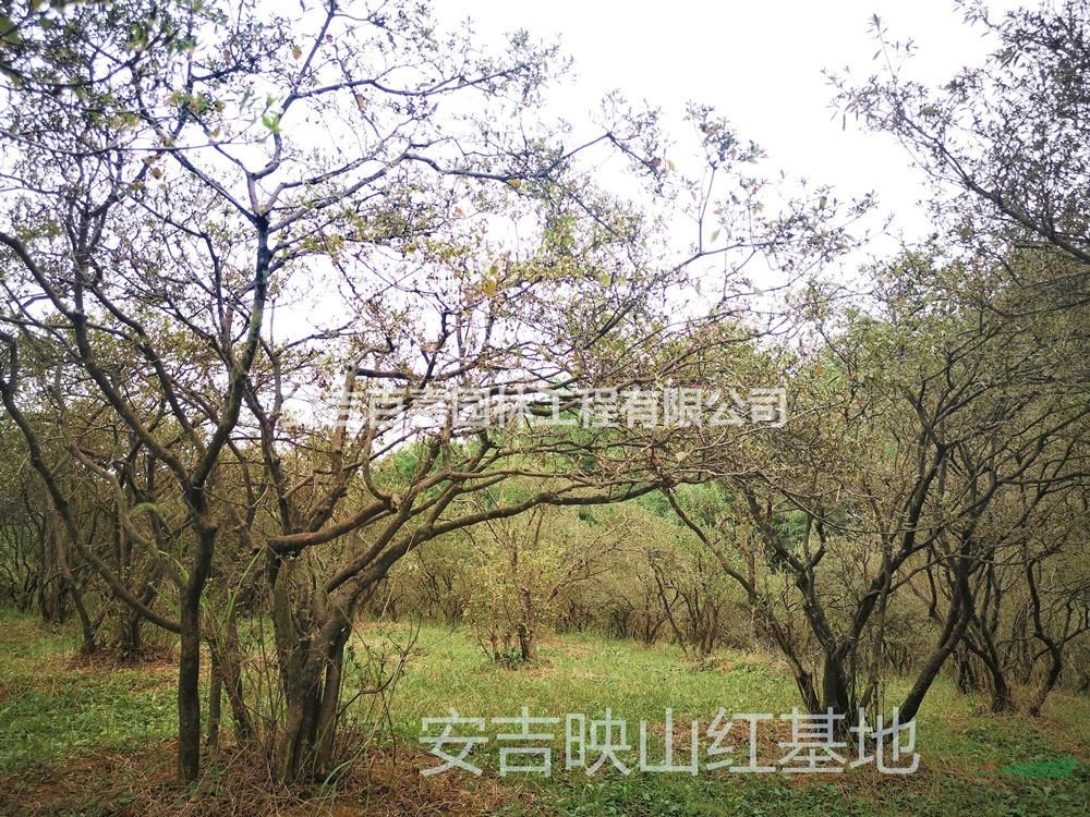 大小規格精品映山紅出售基地