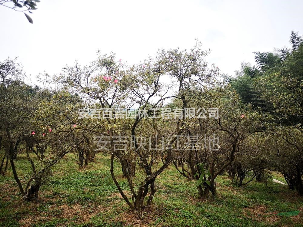 大小規格精品映山紅出售基地