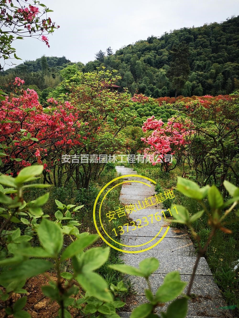 大小规格精品映山红出售基地