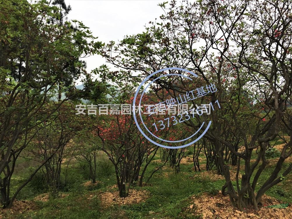 高山全冠粗壯型映山紅出售行情報價/高山全冠粗壯型映山紅出售圖片展示