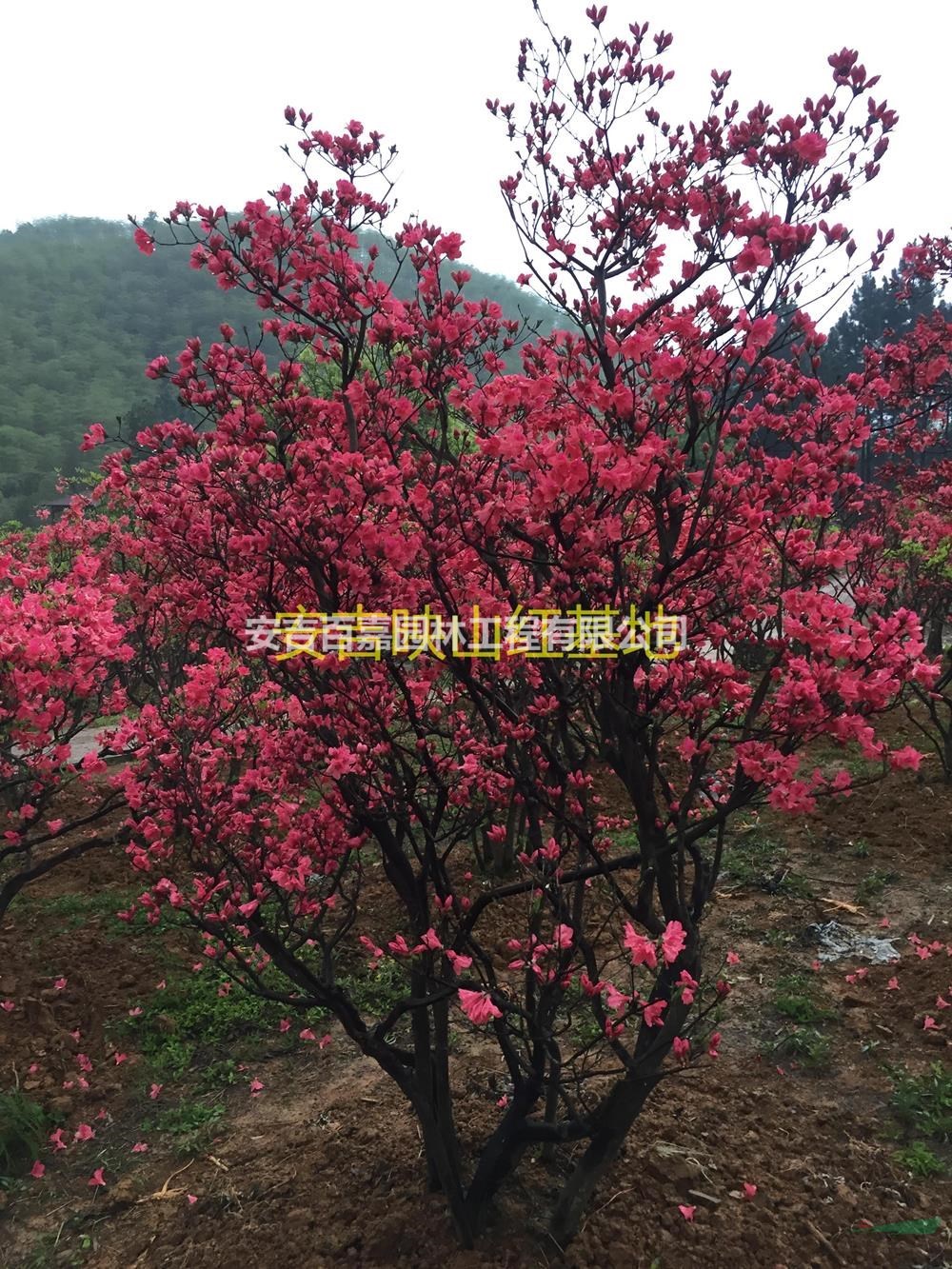 高山全冠粗壯型映山紅出售行情報價/高山全冠粗壯型映山紅出售圖片展示