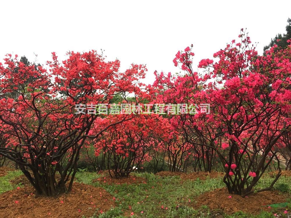 浙江大量出售高山精品全冠映山紅