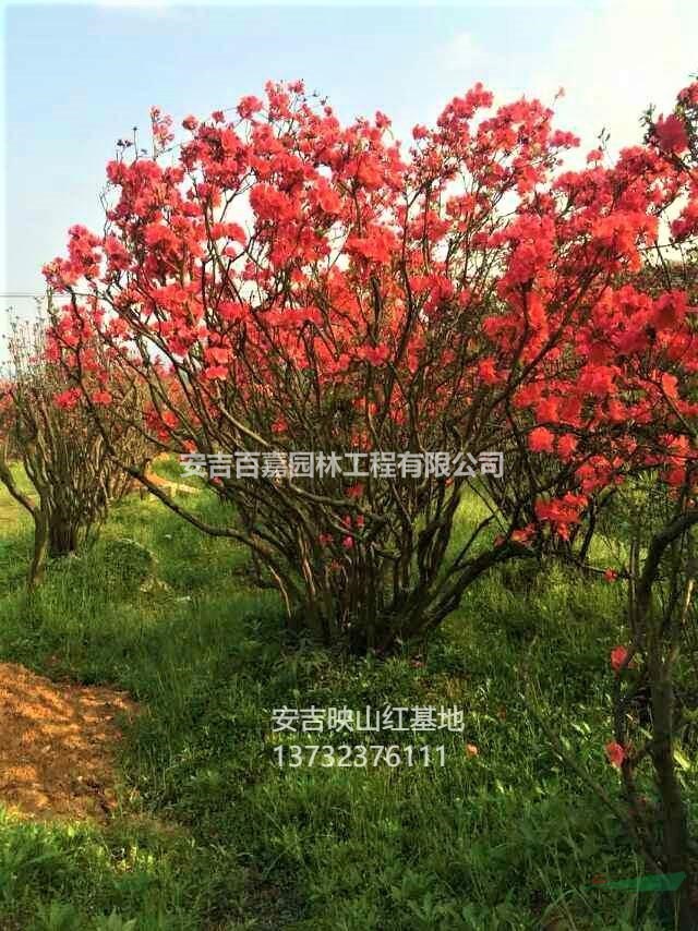 浙江供應高山全冠映山紅供應規格齊全