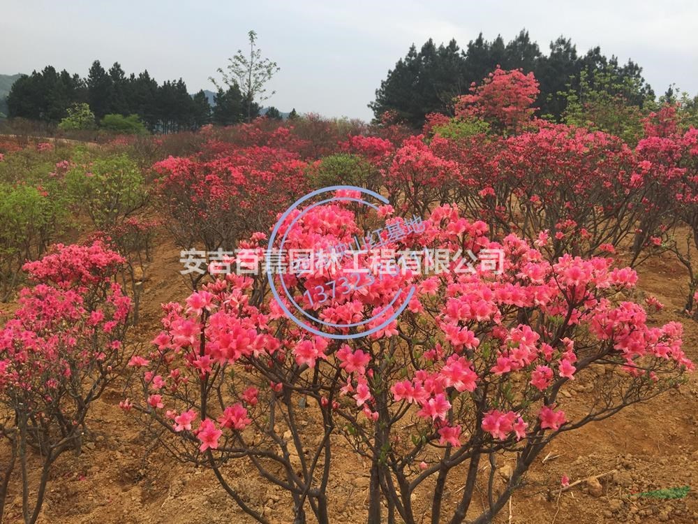 浙江供應高山全冠映山紅供應規格齊全
