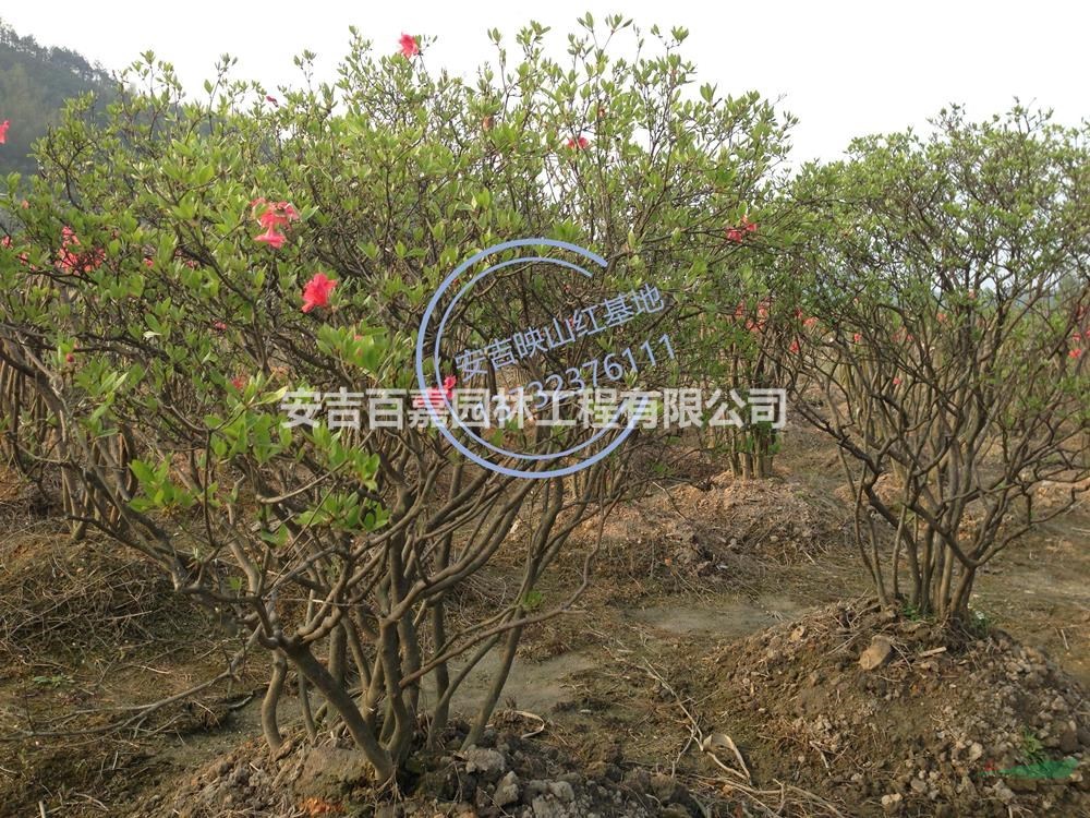 浙江安吉映山紅出售批發(fā)/供應