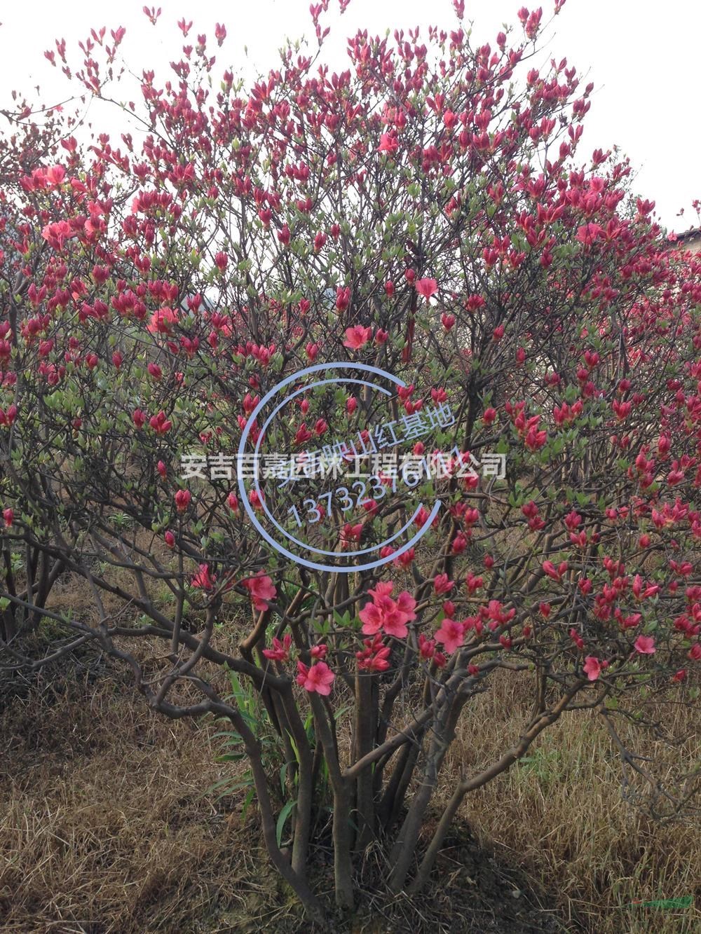 浙江安吉映山紅出售批發(fā)/供應