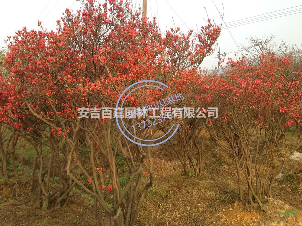 優質特價大量出售映山紅產地直銷