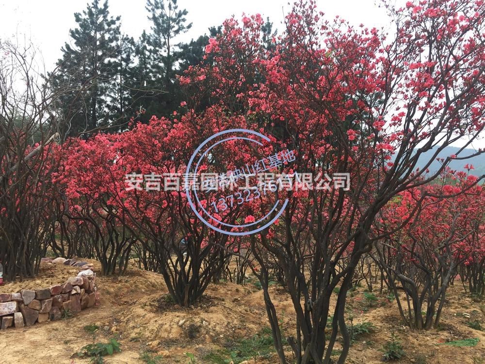 優質特價大量出售映山紅產地直銷