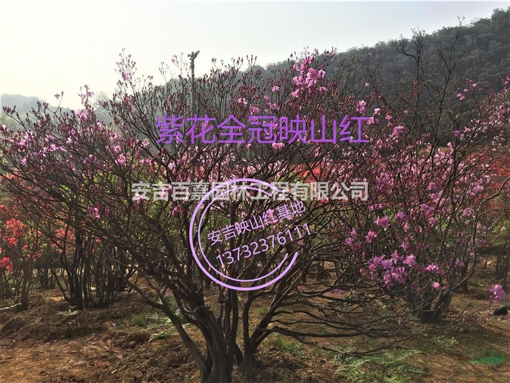 優質特價大量出售映山紅產地直銷