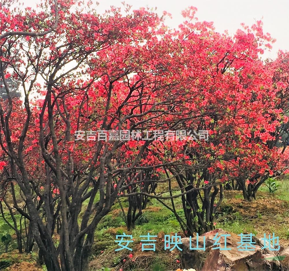 映山紅供應行情報價/映山紅供應圖片展示