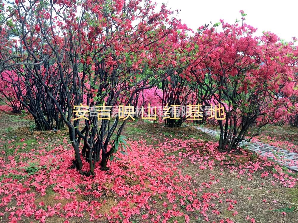 2021年浙江全冠映山紅出售新報(bào)價(jià)