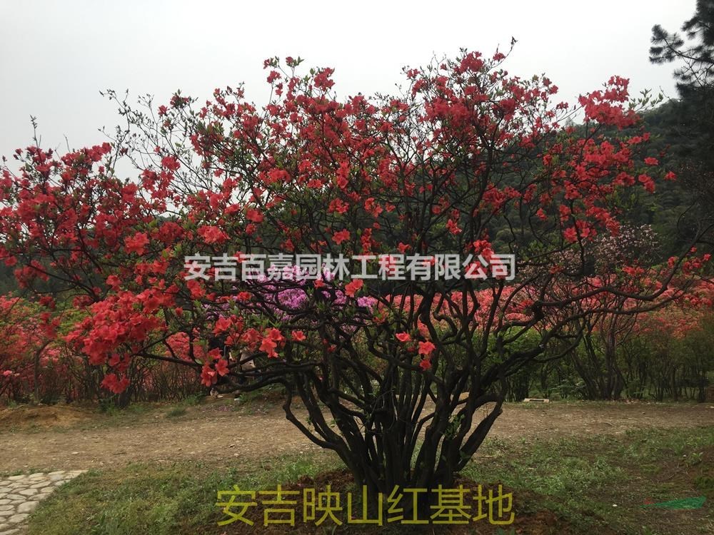 2021年浙江全冠映山紅出售新報(bào)價(jià)