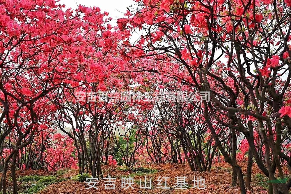 浙江高山映山紅出售哪里好/哪家便宜