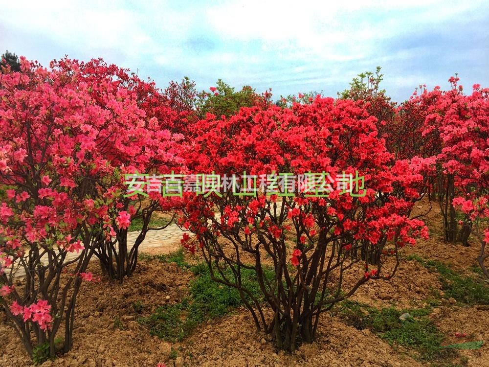 浙江高山映山紅出售哪里好/哪家便宜