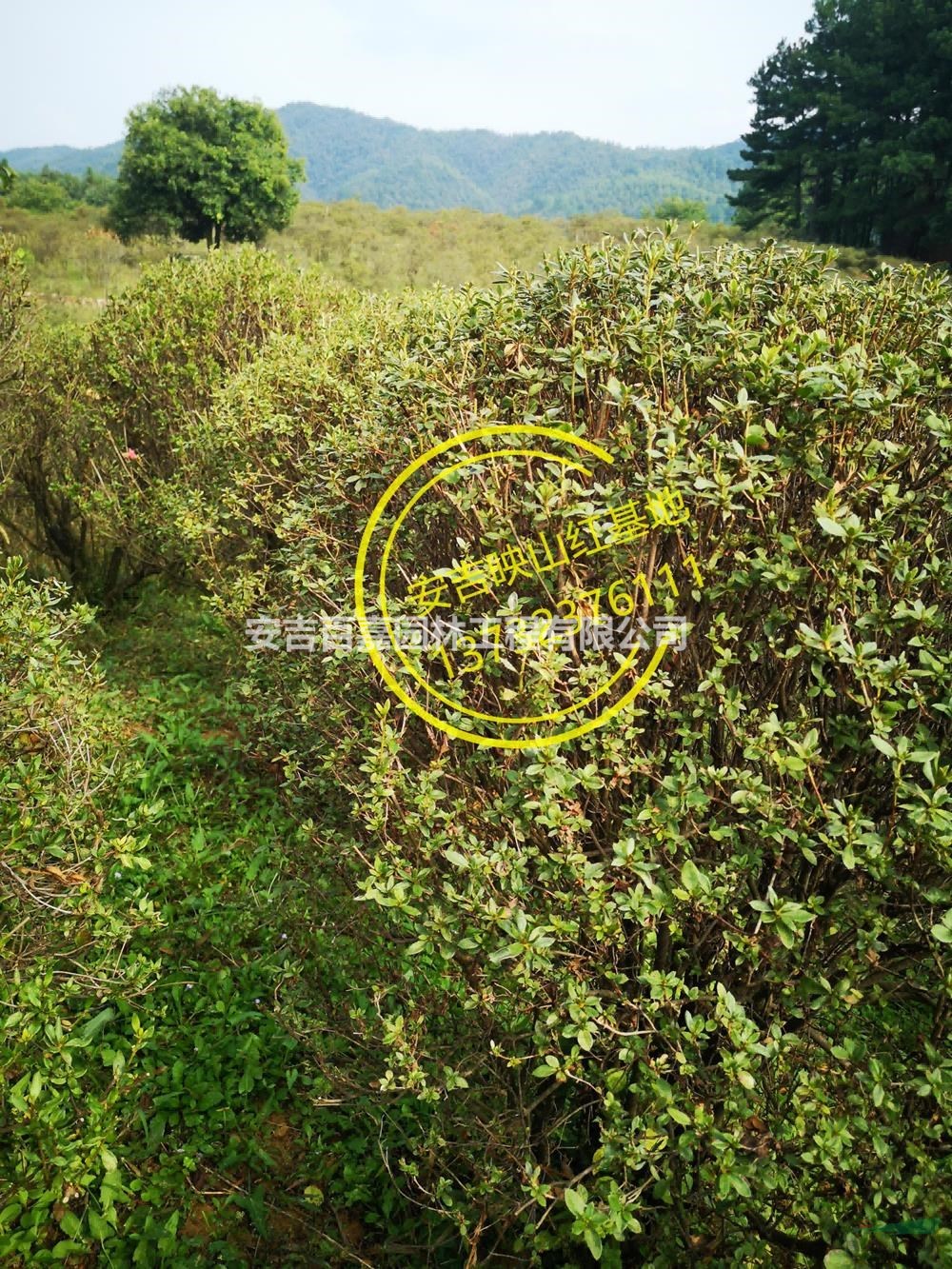 安吉球型映山紅出售行情報價/安吉球型映山紅出售圖片展示
