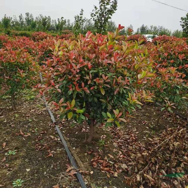 紅葉石楠球價格便宜采購紅葉石楠球可以到江蘇，蘇北地區(qū)紅葉石楠