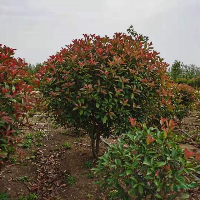 紅葉石楠球價格便宜采購紅葉石楠球可以到江蘇，蘇北地區(qū)紅葉石楠