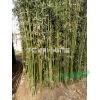 早园竹，钢竹，毛竹，紫竹1-6公分基地直销