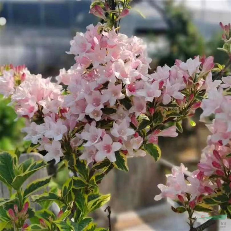 基地批發(fā) 花葉錦帶 彩葉錦帶杯苗 綠化工程苗 觀賞性強(qiáng) 庭院陽臺觀賞植物 適應(yīng)性強(qiáng) 景觀花苗