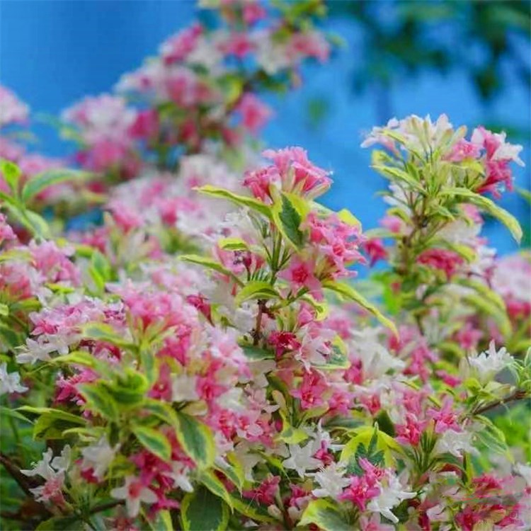 花葉錦帶 彩葉錦帶 觀葉觀花盆栽別墅花園庭院多年生落葉花灌木花卉