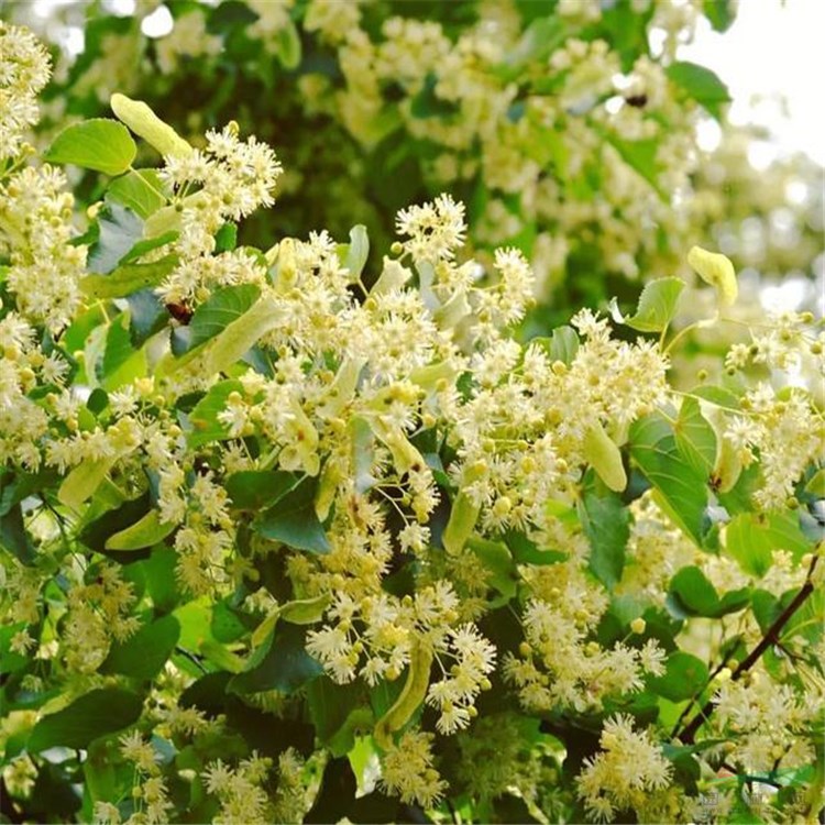 各種規(guī)格 歐洲小葉椴 歐洲小葉椴苗 綠塔苗 庭院景觀花苗 綠化工程苗