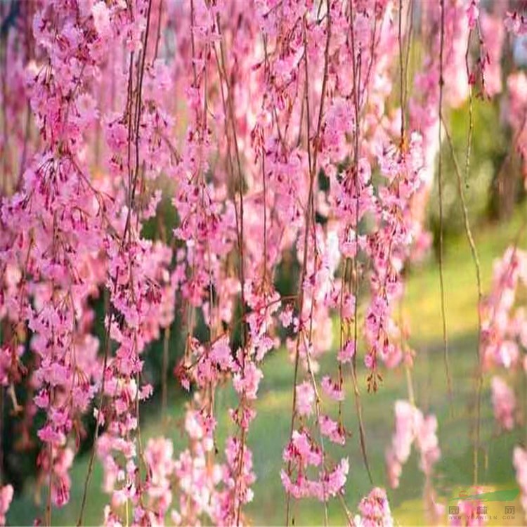 八重紅垂枝櫻花 日本櫻花 早櫻 枝垂櫻花樹苗 可盆景庭院造景 櫻花小苗