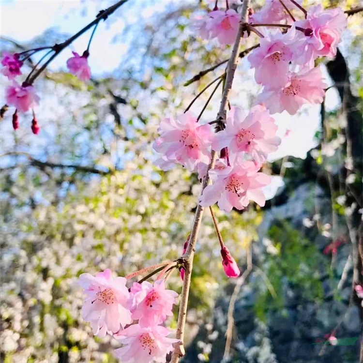 八重紅垂枝櫻花 日本櫻花 早櫻 枝垂櫻花樹苗 可盆景庭院造景 櫻花小苗