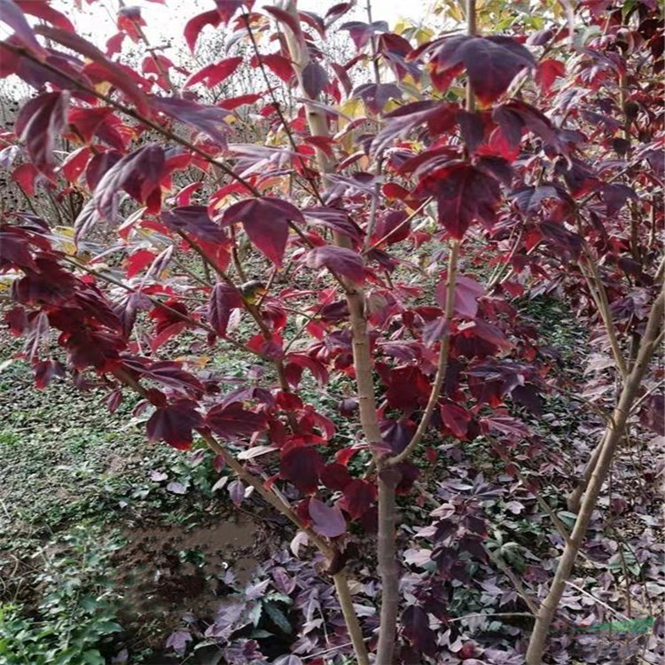 基地出售 金陵紅楓 金陵紅三角楓 樹形優(yōu)美 園林觀賞植物 景點行道樹 顏值高 品相好