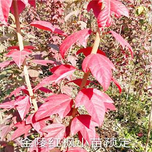 基地出售 金陵紅楓 金陵紅三角楓 樹形優(yōu)美 園林觀賞植物 景點行道樹 顏值高 品相好