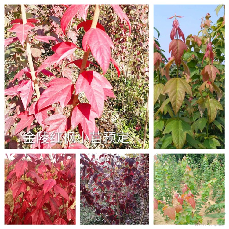 基地出售 金陵紅楓 金陵紅三角楓 樹形優(yōu)美 園林觀賞植物 景點行道樹 顏值高 品相好