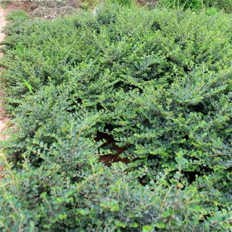 大量供应各种规格平枝荀子 平枝荀子 匍匐灌木小叶栒子 园林地被 平枝荀子小盆（中盆）